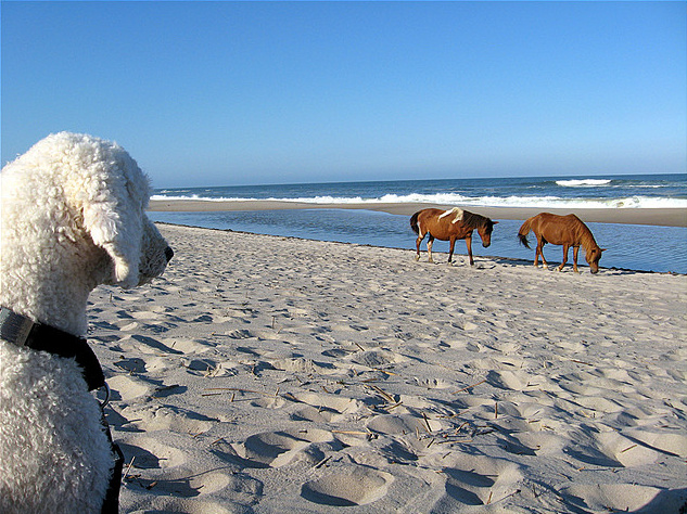 dog beach
