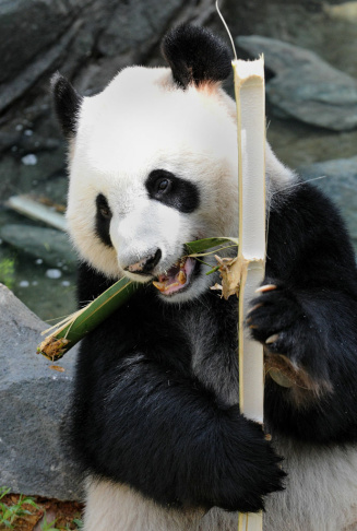 SINGAPORE-ANIMAL-PANDA-RESERVE