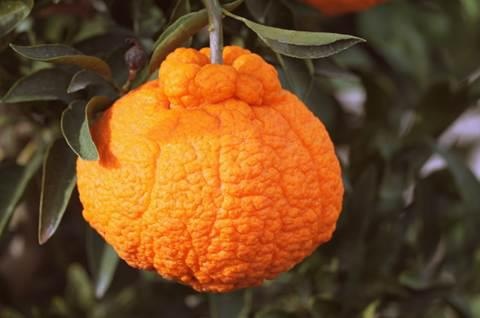 Sumo Citrus