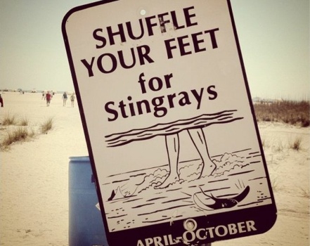 stingrays stingray sign beach shuffle