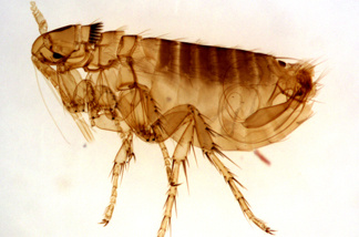 A bite from this type of flea, commonly found on rock squirrels in the western U.S., can pass plague to humans.
