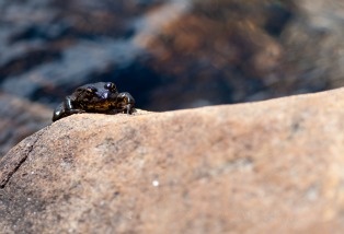 A mountain yellow-legged frog
