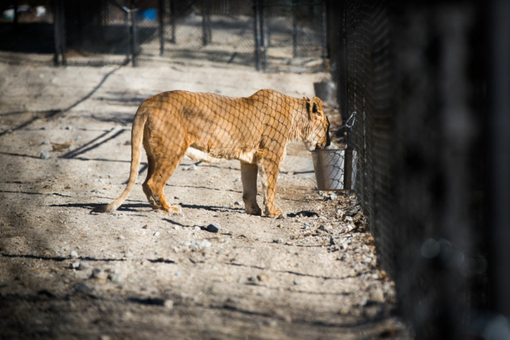 05 - Tippi Hedren Shambala Preserve Feline Cat Tiger Lion