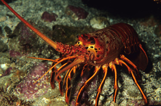 Deputy William Robb was caught poaching spiny lobsters.