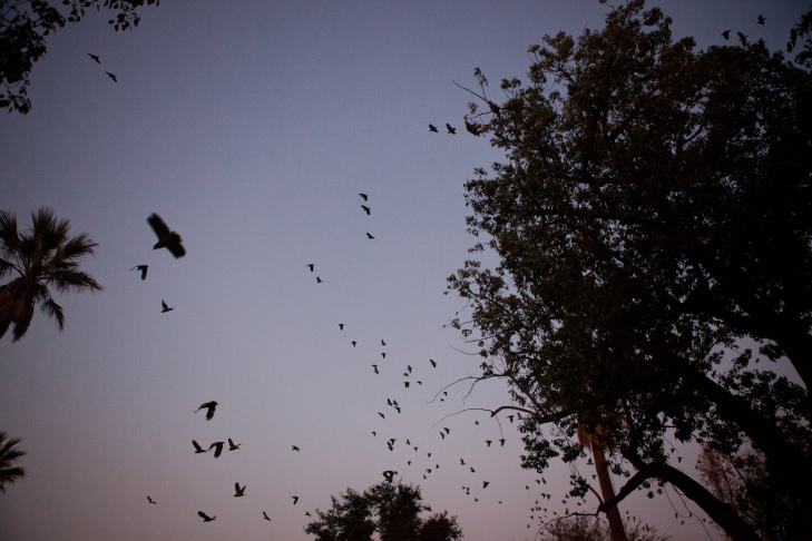 Parrots in South Pasadena