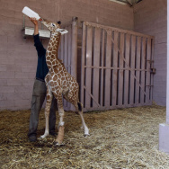 An Israeli girl watches as a veterinary