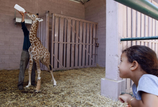 An Israeli girl watches as a veterinary