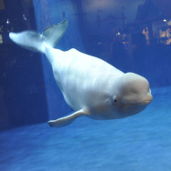 A visitor admires a beluga or white whal