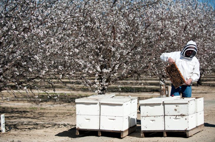 Almond Farm Bees - 9