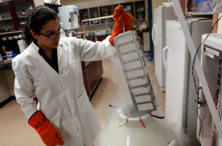 A researcher removes a new batch of Embryonic Stem Cells from deep freeze to be thawed before being worked on