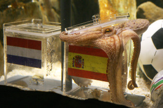 An octopus named Paul opens a box with decorated with a Spanish flag and a shell inside on July 9, 2010 at the Sea Life aquarium in Oberhausen, western Germany.