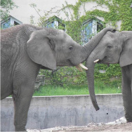 elephants