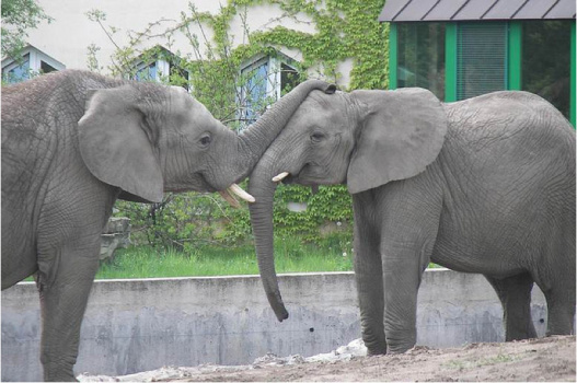 elephants