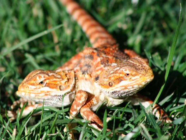 two headed bearded dragon venice beach freakshow