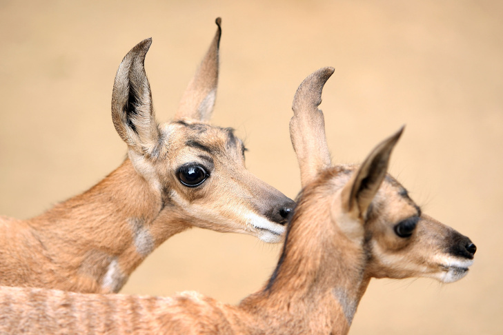 LA Zoo Celebrates New Births, Including Rare Peninsular Pronghorns