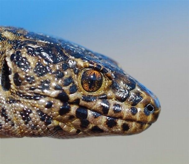 Xantusia riversiana, the island night lizard, inhabits three of the Channel Islands.