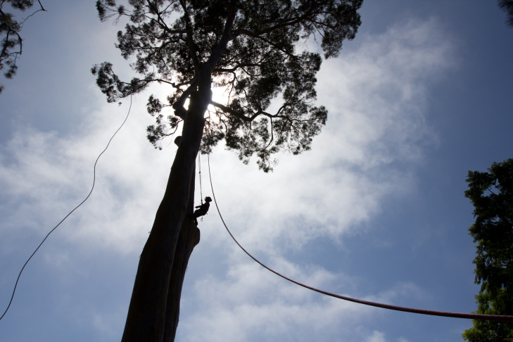 Eucalyptus Tree - 2
