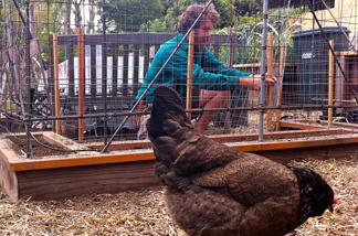 Lowell Frank fights free-range chickens in Terry Moore's gardens, building wire structures to keep their beaks away from growing plants.