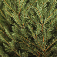 Christmas Tree Sellers In London