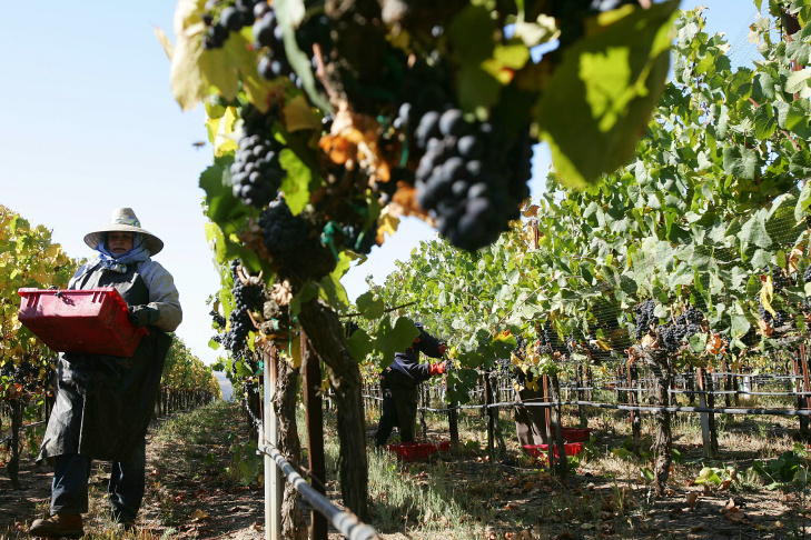 Farm workers harvest Pinot Noir wine gra