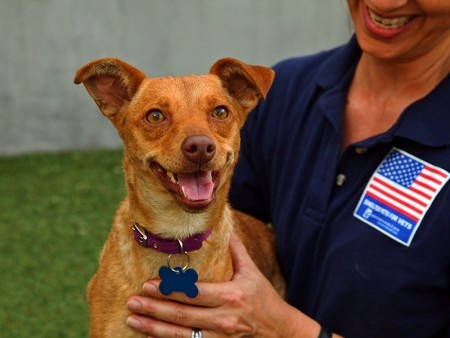 A volunteer from the Pasadena Humane Society and SPCA holds an adoptable pet. Over New Year's, the shelter sees triple the amount of runaway pets.