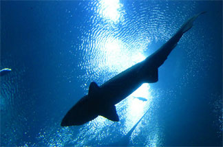 File photo: Sharks swimming overhead - seen from the Ocean Voyager tunnel at the Georgia Aquarium.