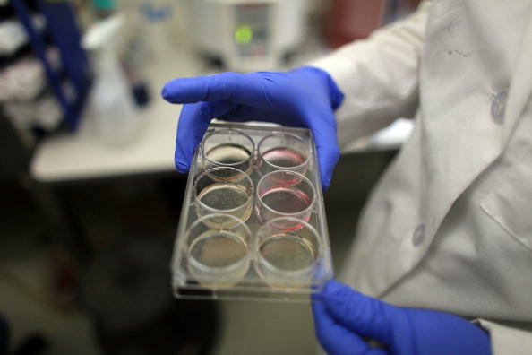 Scientists Continue Stem Cell Research While Courts Debate Ban