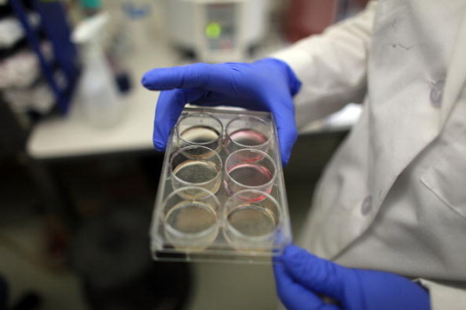 Scientists Continue Stem Cell Research While Courts Debate Ban