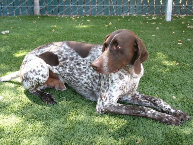 This German pointer named Hunter was rescued from a hot car in WeHo that also happened to contain large amounts of drugs and cash.