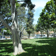 City Hall Lawn