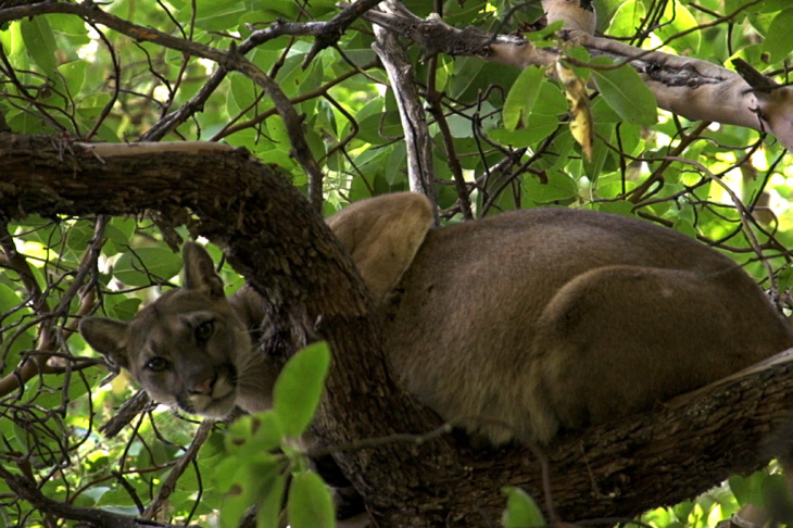 Mountain lion 38F perches in a tree before getting a tracking collar from the Santa Cruz Puma Project.