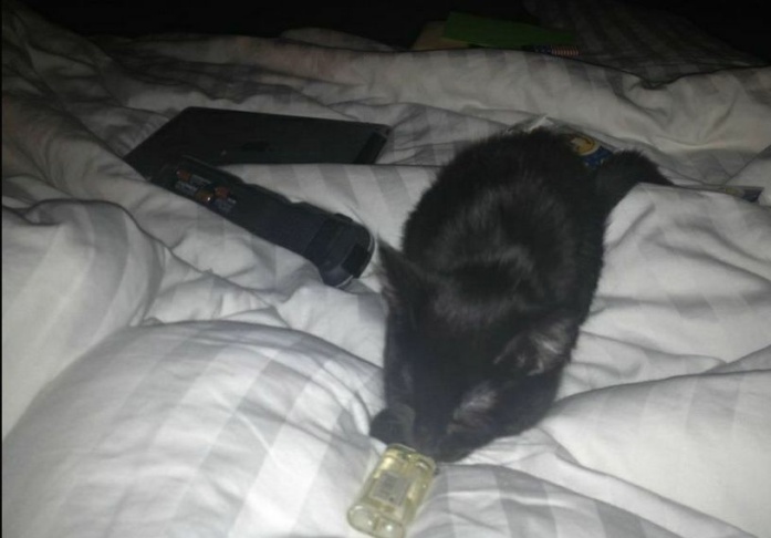 missing cat zero frances bean cobain