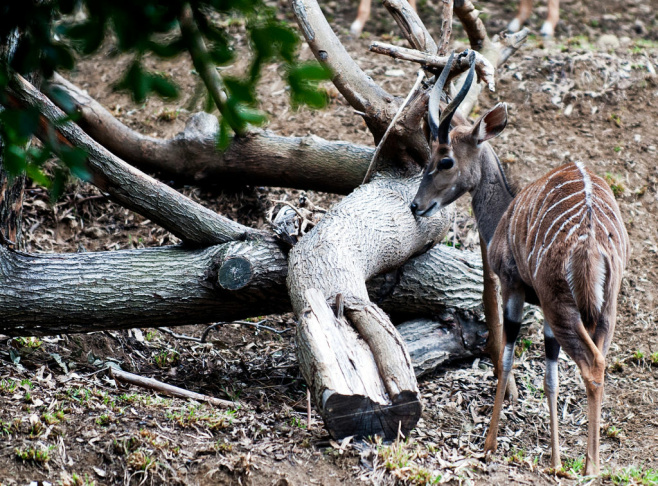 LA Zoo New Animals - 4