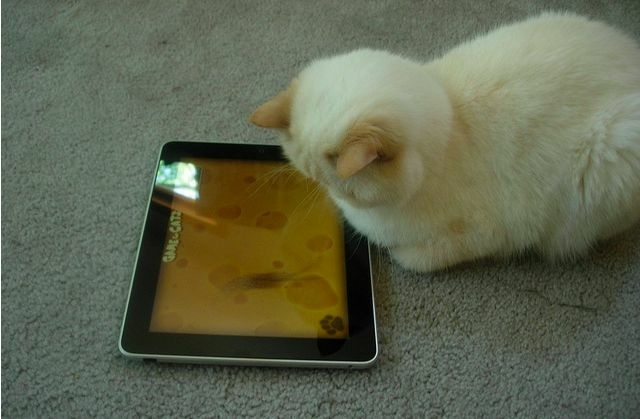 games for cats