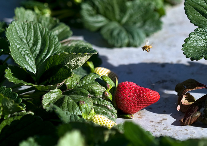 Strawberry Farm - 2