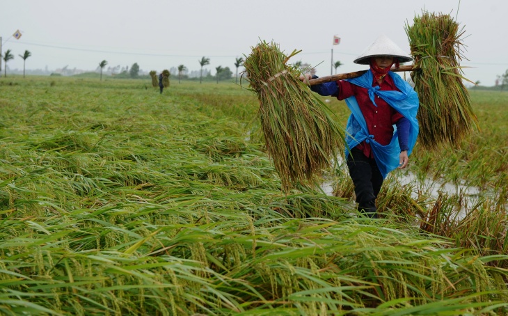Farmers drag plastic sheeting with newly