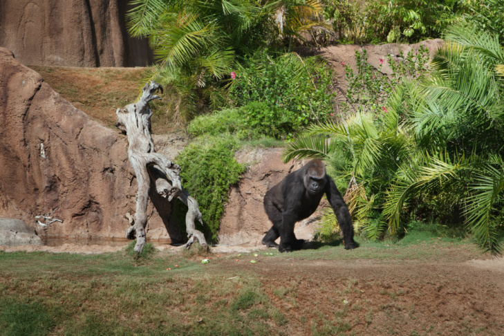 Zoobiquity - 2