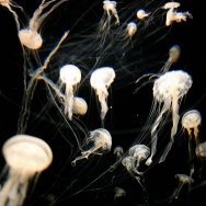 Jelly fish swim on July 01 2008 in one o