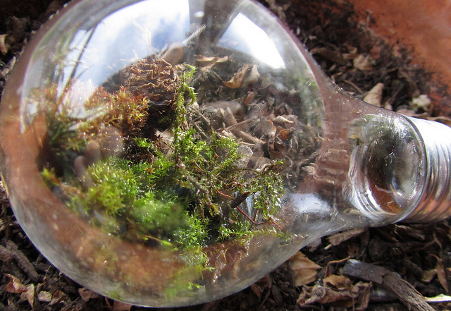 Lightbulb terrarium.