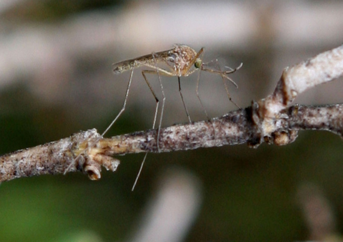Bay Area Vector Control Team Investigates West Nile Mosquito Presence