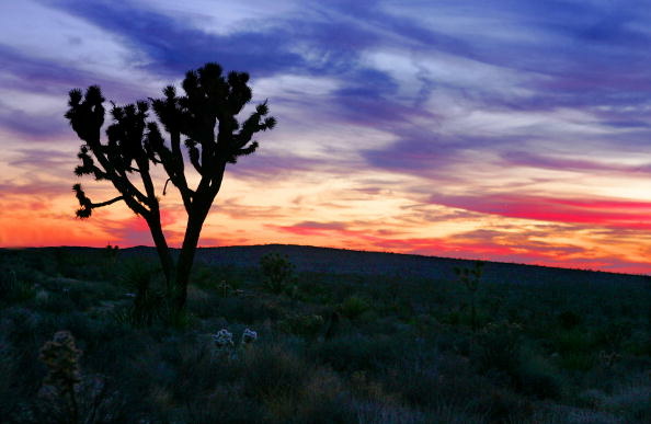 Joshua Trees Grow In the Mojave Desert