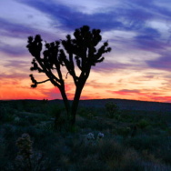 Joshua Trees Grow In the Mojave Desert