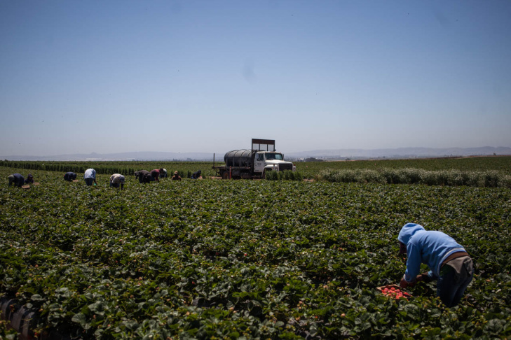 Walmart Strawberry Supply Chain
