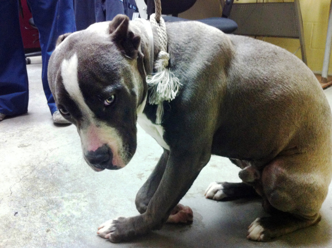 Abused Pit Bull