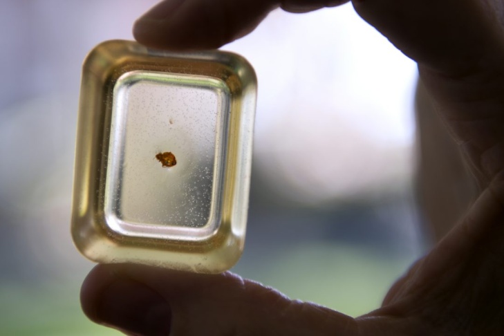 Catherine Loudon, a senior lecturer in ecology & evolutionary biology at UCI, displays a bedbug suspended in acrylic.