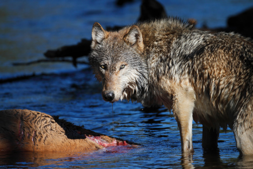 File: A wild gray wolf (Canis lupus) stands over its prey. Yellowstone National Park.
