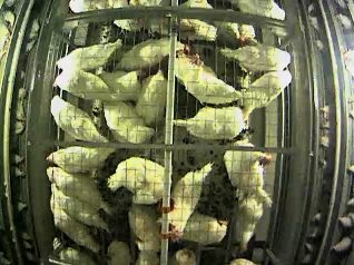 Modesto egg farmer Eric Benson invited lawmakers to look in on his hens via live webcam.