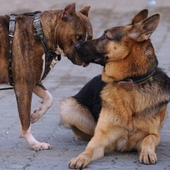 Pit bull and German Shepherd play