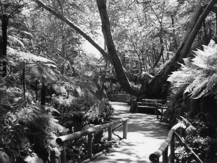 An undated photo of a path at Fern Dell garden in Griffith Park.
