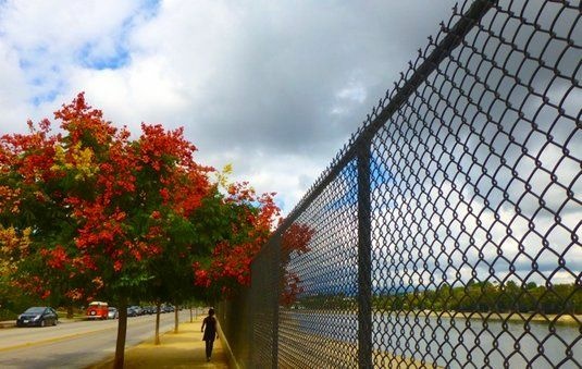 chinese flame tree